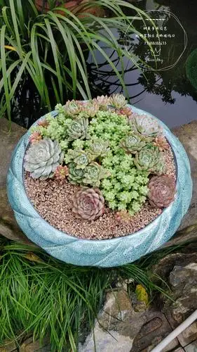 美美的多肉拼盘