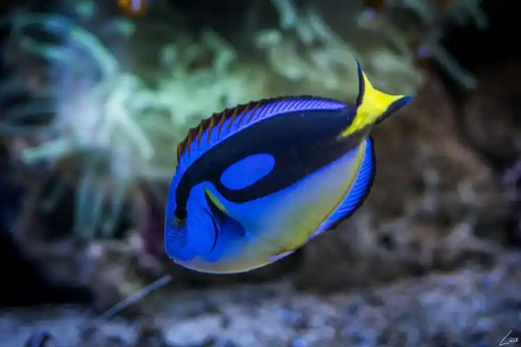 鱼鸟鹦鹉热带鱼