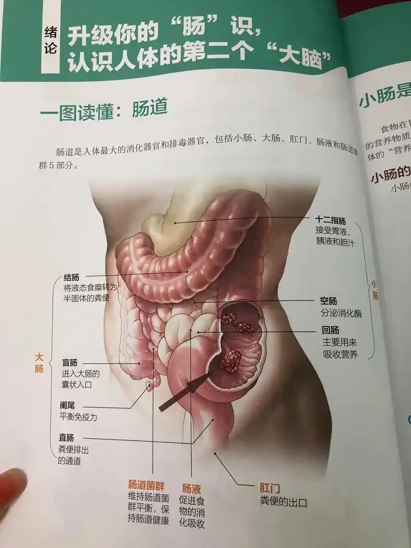 最近看的养生书～肠道健康小知识分享～ 肠道不仅是人体最大的消 - 抖