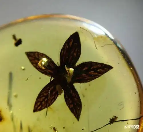 包含有树皮,树枝,花瓣,菌类及其他植物碎片的琥珀(不包括已经碳化的