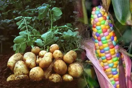 获得授权的转基因玉米就有23种,油菜3种,土豆1种,大豆3种,甜菜1种