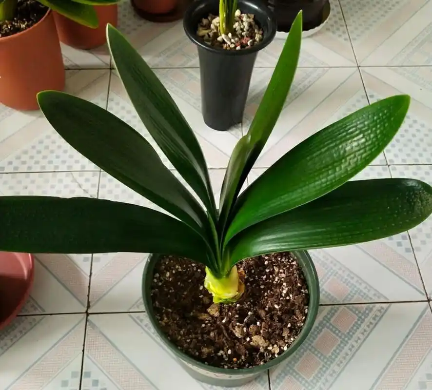 新换土上盆的君子兰要马上浇水吗?和换土换盆方式有关