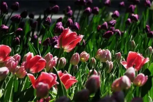 代表财富的花有哪些,盘点八大常久财富花卉