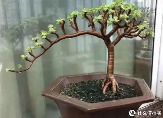 另外平时也需要经常的修剪,保持这种造型,就能让金枝玉叶越来越精致.