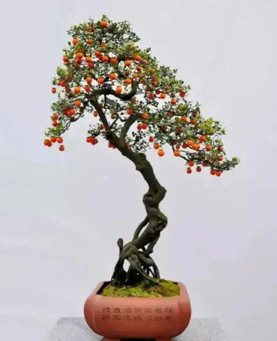 金弹子盆景该如何正确养护和造型?