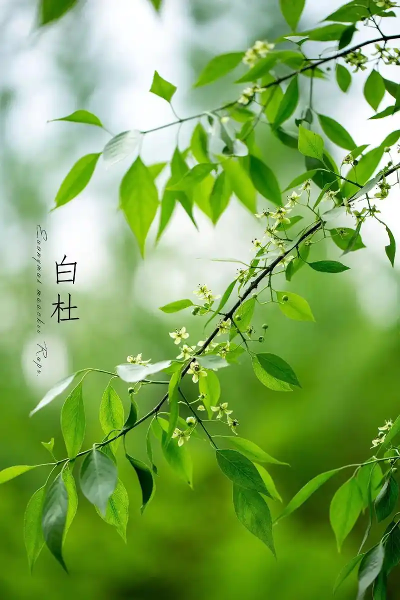 白杜花|365天生态摄影拍摄计划18.素心素瓣素枝丫, 无意 - 抖音