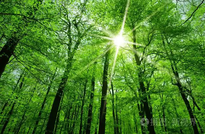 春天的阳光透过树枝照耀