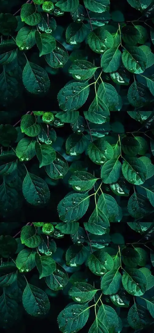 护眼壁纸|放慢脚步,感受生活的慢节奏