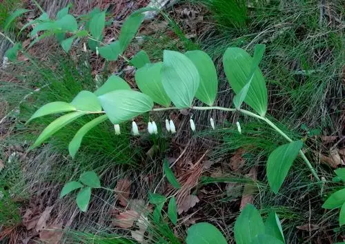 日月峡中草药玉竹
