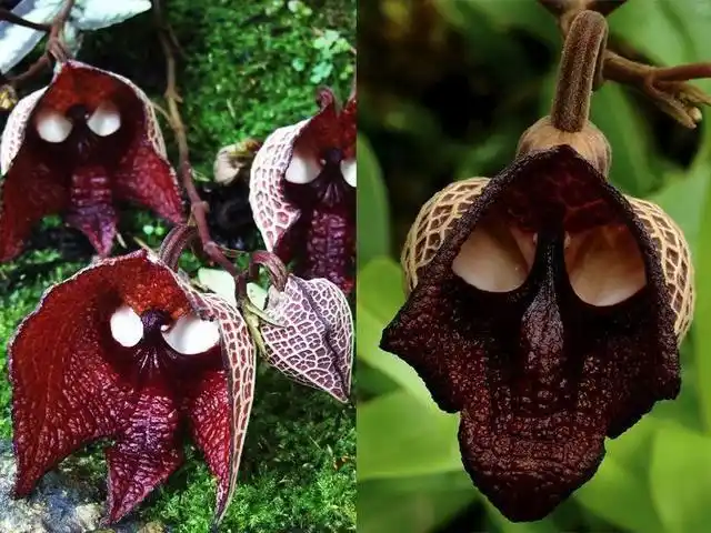 盘点20种长相奇特的植物,真让人们大开眼界 - 长的很吓人 - 实验室