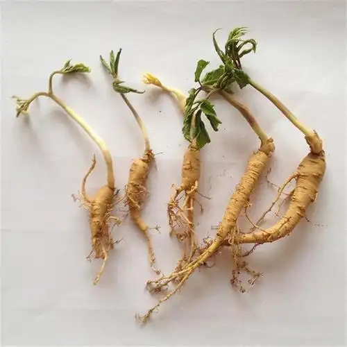 东域参农西洋参苗 可以盆栽家山东文登种子参苗6棵新鲜 花旗参苗