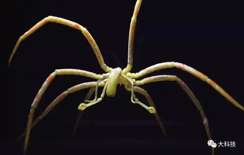慢吞吞的海蜘蛛