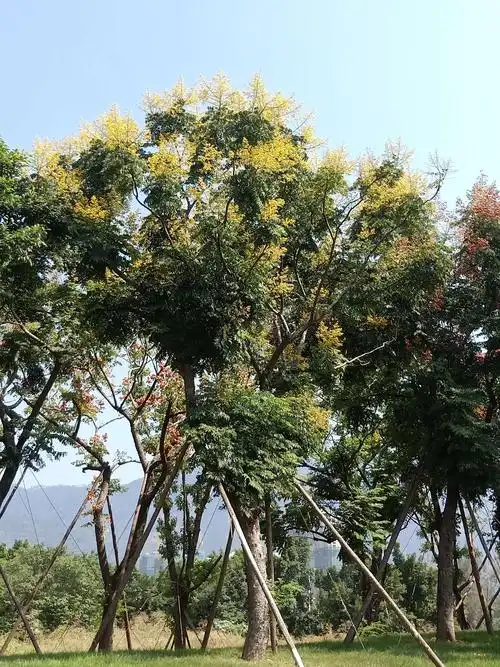 复羽叶栾树 花与蒴果