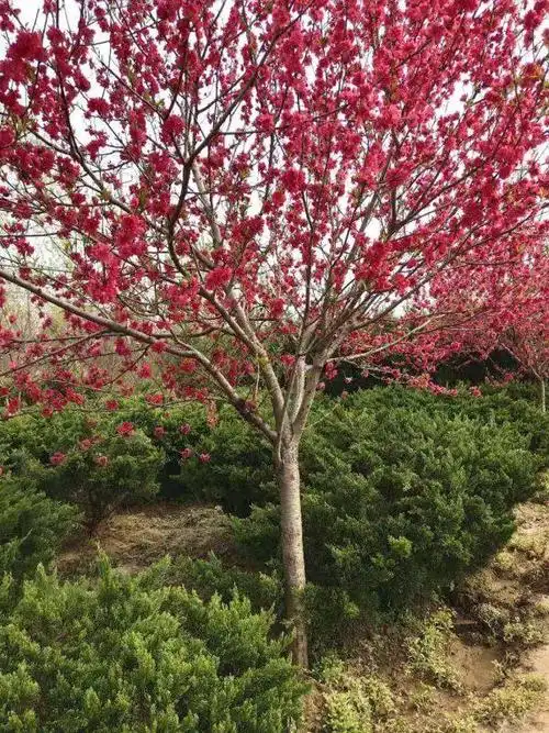 紫叶碧桃基地 紫叶碧桃苗木价格多少钱一棵