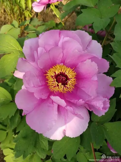 下午,中心花园有几株牡丹花也开了,虽然是单瓣的也很好看.