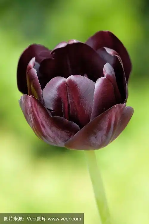 黑色郁金香(夜后)