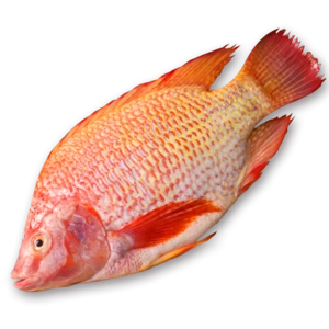 红慈鲷罗非鱼水产新鲜冷水淡水鱼冷冻冰鲜养殖鲷鱼半成品海南特产,可