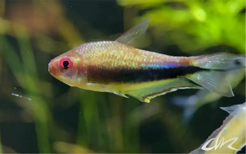 没养出状态的彩虹帝王灯