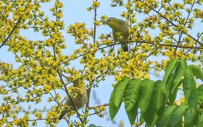 【黄山栾树开花!