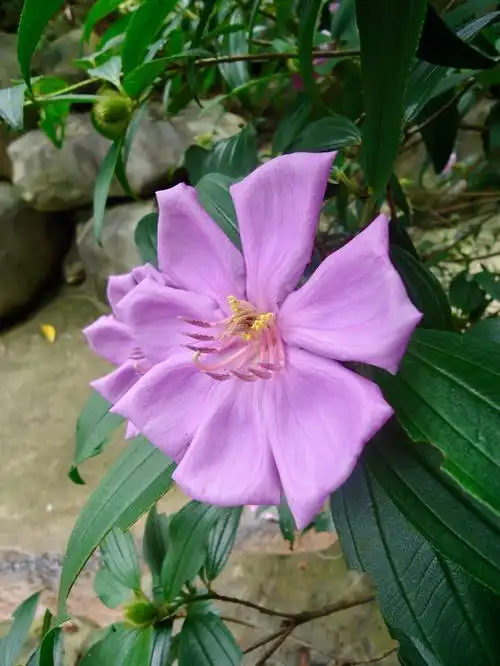 94 毛菍,桃金娘目,野牡丹科,野牡丹属灌木,叶片坚纸质,卵状披针形至