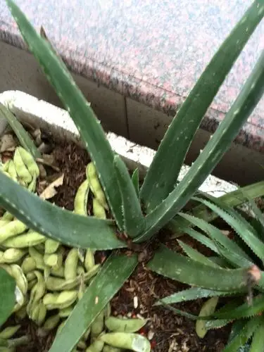 有谁知道这种芦荟能不能吃或做面膜?