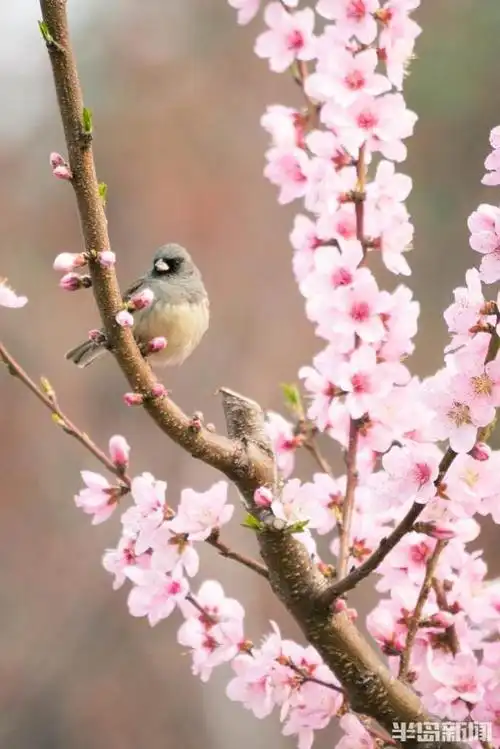 记者琢磨着拍一组鸟语花香图,怎奈绝大多数鸟儿是不会落在花朵上的,这