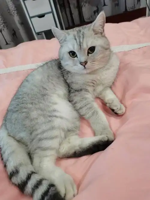 家养公银渐层,找靠谱铲屎官领养,小偿