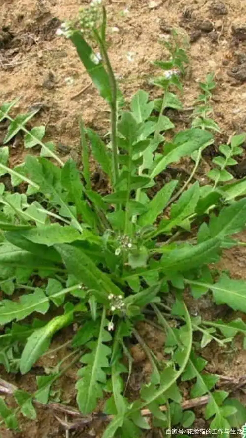 荠菜,蒲公英,马兰头你能分清楚吗