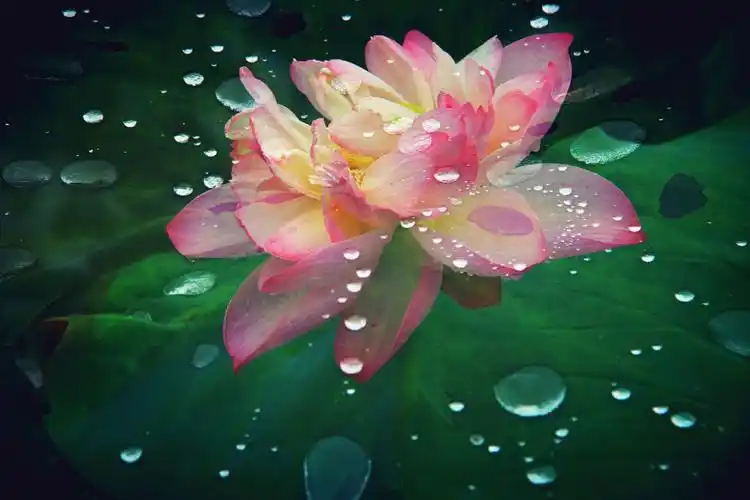 雨后荷花,露珠晶莹剔透,象一颗颗珍珠洒在花瓣上!