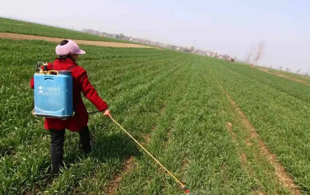 小麦除草问题:小麦除草要及时,除草时间争取最优化