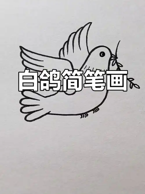 画一只白鸽,祈愿和平与安宁