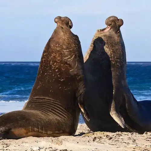 狮吼象鼻!南象海豹,瑜伽深潜双修大师