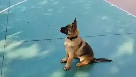 谁说串子狗不好,看过这条马犬和德牧杂交的后代,你会有新的看法