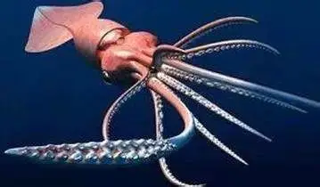 【科普】深海"巨人":大王酸浆鱿_乌贼