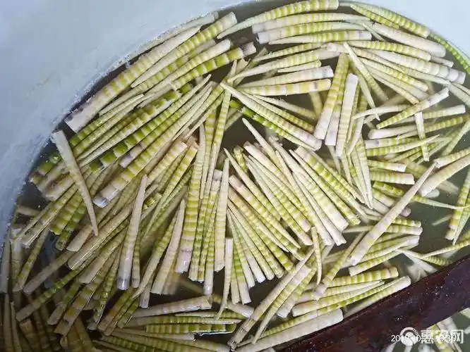 [刺竹笋批发]刺竹笋 冬笋价格15元/斤 - 惠农网