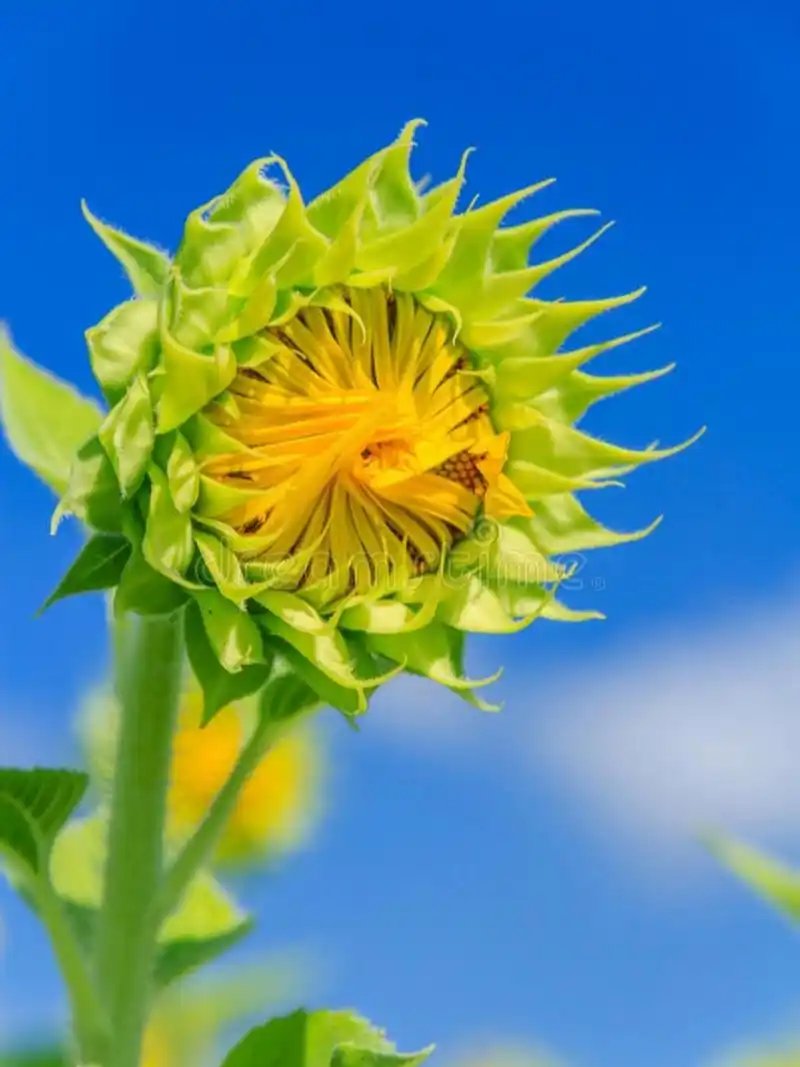 清晨,一朵向日葵迎着朝阳徐徐展开花瓣,露出了灿烂又可爱的笑容,与