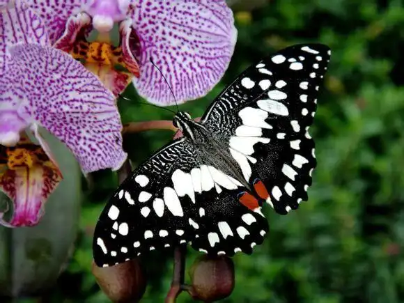 大紫蛱蝶 日本国蝶