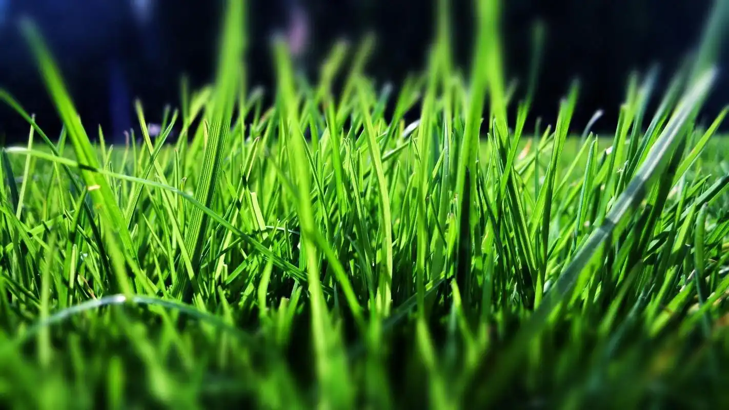 绿色护眼植物高清宽屏桌面壁纸高清大图预览1920x1080_植物壁纸下载