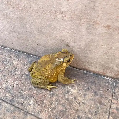 第一次见到金色的蟾蜍