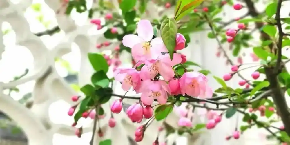 垂丝海棠正值花期 沪上这11座公园可观赏