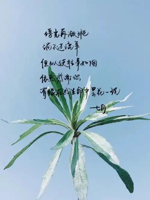 手写 明信片 高清 暖心语录 练字 书法 唯美 意境 文艺 文字 句子