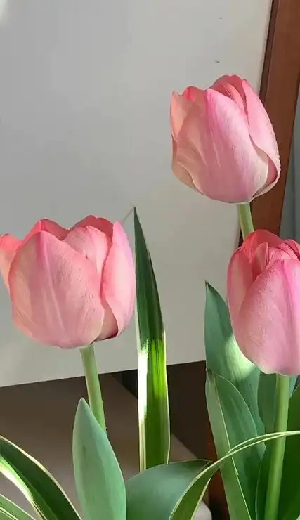 好看到爆的ins风格壁纸 无水印的绝绝子壁纸