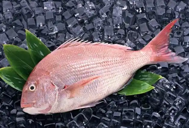 鲷鱼_钓鲷鱼的技巧_鲷鱼的种类_钓鲷鱼的钓法_钓鱼百科 【爱钓网】