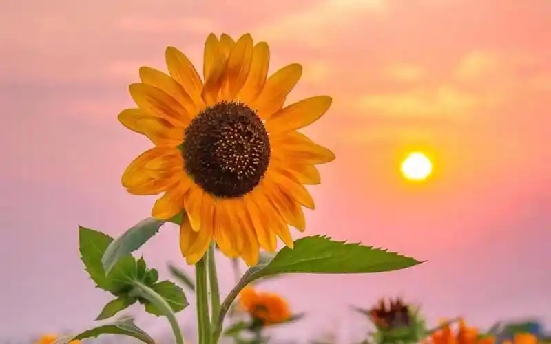 你心中的旺财,对你的看法及你们的发展,接复合好运,哇卡哇卡!