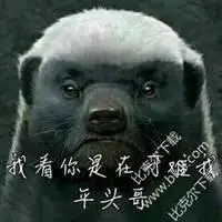 蜜獾平头哥卡通头像_微信头像图片大全