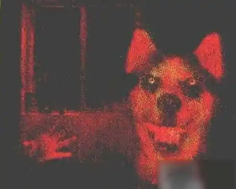 微笑狗事件是什么微笑狗恐怖在哪里微笑狗恐怖原图