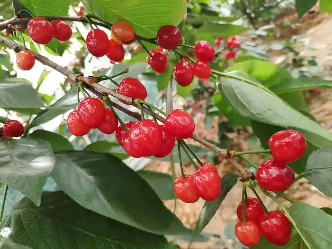 隔热保湿大樱桃比较耐寒性,北方的地栽可用塑料薄膜搭棚防寒.