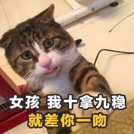 追女孩子的土味情话猫咪版表情包