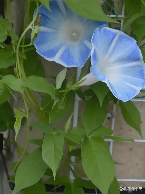 牵牛花(学名:ipomoea nil,别名喇叭花,朝颜,碗公花),是旋花科牵牛属的