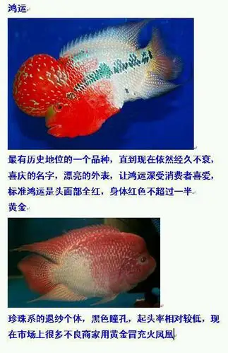 罗汉鱼品种介绍